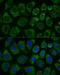 Mitogen-activated protein kinase kinase kinase 1 antibody, 16-403, ProSci, Immunofluorescence image 