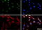 Histone Deacetylase 6 antibody, TA309686, Origene, Immunofluorescence image 