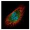 Exosome Component 3 antibody, NBP2-16392, Novus Biologicals, Immunocytochemistry image 