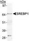 Sterol Regulatory Element Binding Transcription Factor 1 antibody, TA309881, Origene, Western Blot image 