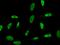 Regulation Of Nuclear Pre-MRNA Domain Containing 1B antibody, 14027-MM12, Sino Biological, Immunohistochemistry frozen image 
