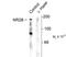 Glutamate Ionotropic Receptor NMDA Type Subunit 2B antibody, TA309197, Origene, Western Blot image 