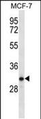 Putative serine protease 41 antibody, PA5-48393, Invitrogen Antibodies, Western Blot image 