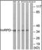 Heterogeneous nuclear ribonucleoprotein D0 antibody, orb96267, Biorbyt, Western Blot image 
