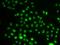 Pleckstrin Homology Domain Interacting Protein antibody, orb247853, Biorbyt, Immunofluorescence image 