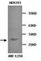 RNA Binding Motif Protein 8A antibody, orb76831, Biorbyt, Western Blot image 