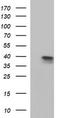 Apolipoprotein A5 antibody, TA507164S, Origene, Western Blot image 