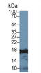 Histone Cluster 2 H3 Family Member D antibody, abx128666, Abbexa, Western Blot image 