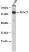 Amylase Alpha 2A (Pancreatic) antibody, 19-139, ProSci, Western Blot image 