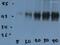 Gap Junction Protein Alpha 1 antibody, ab11370, Abcam, Western Blot image 