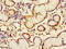Chromosome 6 Open Reading Frame 89 antibody, A65714-100, Epigentek, Immunohistochemistry paraffin image 