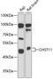 Carbohydrate sulfotransferase 11 antibody, 15-172, ProSci, Western Blot image 