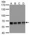 Poly(U)-binding-splicing factor PUF60 antibody, GTX629885, GeneTex, Western Blot image 