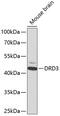 D(3) dopamine receptor antibody, 16-111, ProSci, Western Blot image 