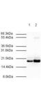 Mitotic Arrest Deficient 2 Like 2 antibody, GTX23630, GeneTex, Western Blot image 