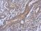 TRNA Isopentenyltransferase 1 antibody, NBP2-20727, Novus Biologicals, Immunohistochemistry frozen image 