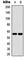 Cytochrome P450 Family 2 Subfamily C Member 19 antibody, abx121884, Abbexa, Western Blot image 