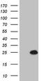 p21 antibody, TA808505S, Origene, Western Blot image 