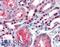 Paired Box 7 antibody, LS-B3490, Lifespan Biosciences, Immunohistochemistry frozen image 