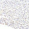 Pre-MRNA Processing Factor 8 antibody, 19-988, ProSci, Immunohistochemistry paraffin image 