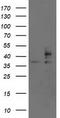 Signal Sequence Receptor Subunit 1 antibody, CF503268, Origene, Western Blot image 