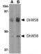 Lgp2 antibody, NBP1-76389, Novus Biologicals, Western Blot image 