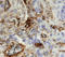 Integrin Subunit Alpha 1 antibody, AF5676, R&D Systems, Immunohistochemistry frozen image 
