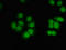 CUGBP Elav-like family member 2 antibody, LS-C677494, Lifespan Biosciences, Immunofluorescence image 