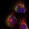Protein broad-minded antibody, HPA013413, Atlas Antibodies, Immunocytochemistry image 