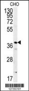 ERI1 Exoribonuclease Family Member 3 antibody, 62-051, ProSci, Western Blot image 