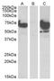 EPM2A-interacting protein 1 antibody, AP23768PU-N, Origene, Western Blot image 
