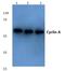 Cyclin A2 antibody, AP06079PU-N, Origene, Western Blot image 