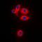 Mitochondrial Ribosomal Protein S22 antibody, LS-C368759, Lifespan Biosciences, Immunofluorescence image 