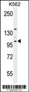 Villin Like antibody, 56-221, ProSci, Western Blot image 