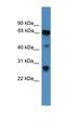 Calnexin antibody, orb331067, Biorbyt, Western Blot image 