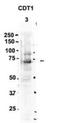Chromatin Licensing And DNA Replication Factor 1 antibody, NBP1-58114, Novus Biologicals, Western Blot image 