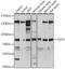 Outer Dense Fiber Of Sperm Tails 2 antibody, GTX02526, GeneTex, Western Blot image 
