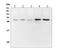 Deoxycytidine Kinase antibody, M01655, Boster Biological Technology, Western Blot image 