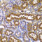 Protein Kinase AMP-Activated Non-Catalytic Subunit Beta 1 antibody, 23-280, ProSci, Immunohistochemistry paraffin image 