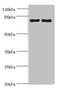 5-Methyltetrahydrofolate-Homocysteine Methyltransferase Reductase antibody, CSB-PA890659EA01HU, Cusabio, Western Blot image 