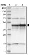 Surfeit 6 antibody, PA5-54841, Invitrogen Antibodies, Western Blot image 
