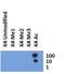 Histone Cluster 2 H3 Family Member D antibody, NB21-1024, Novus Biologicals, Dot Blot image 
