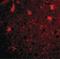 BRCA1/BRCA2-Containing Complex Subunit 3 antibody, LS-B1339, Lifespan Biosciences, Immunofluorescence image 