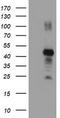 Ring Finger Protein 113B antibody, TA504117S, Origene, Western Blot image 