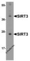 Sirtuin 3 antibody, 5767, ProSci, Western Blot image 