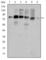 Cortactin antibody, abx012196, Abbexa, Western Blot image 