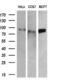 RalA Binding Protein 1 antibody, GTX83726, GeneTex, Western Blot image 