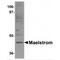 Protein maelstrom homolog antibody, MBS150904, MyBioSource, Western Blot image 