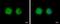 STE20-related kinase adapter protein alpha antibody, PA5-28594, Invitrogen Antibodies, Immunofluorescence image 