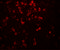 Interleukin 9 antibody, 7495, ProSci Inc, Immunohistochemistry frozen image 